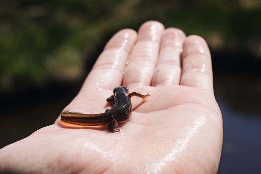 Sword-Tail Newt on Persons Palm 