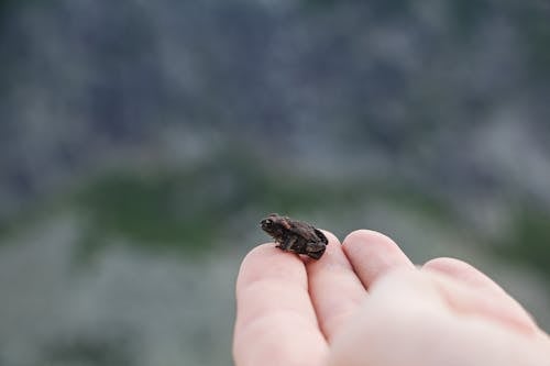 Tiny Frog on a Hand