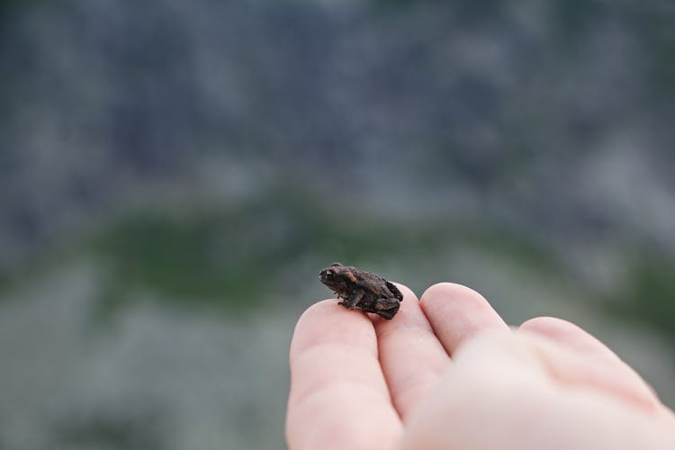 Tiny Frog On A Hand