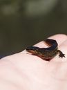 Close Up photo of a Palmate Newt