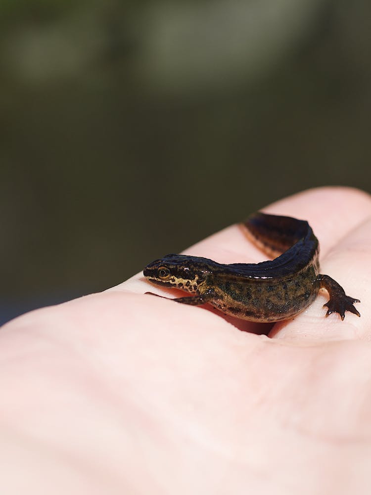 Close Up Photo Of A Palmate Newt