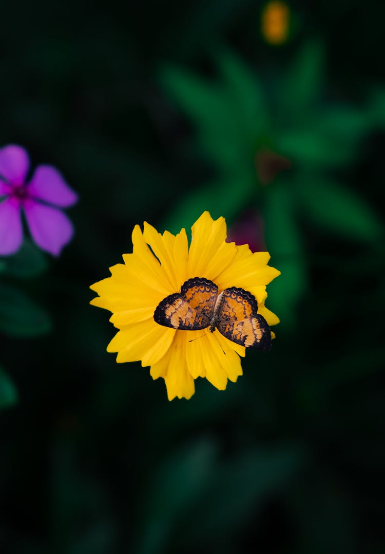 A Butterfly On The Yellow Flower