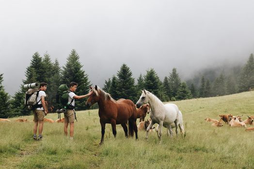 Hikers Petting Horses