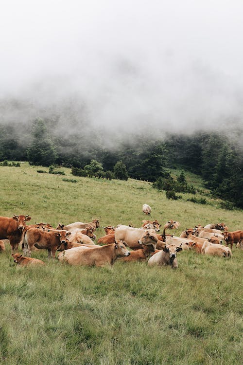 Cows Lying on Grass