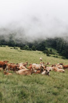 A serene scene of cows relaxing on a mist-covered meadow with a forest backdrop.