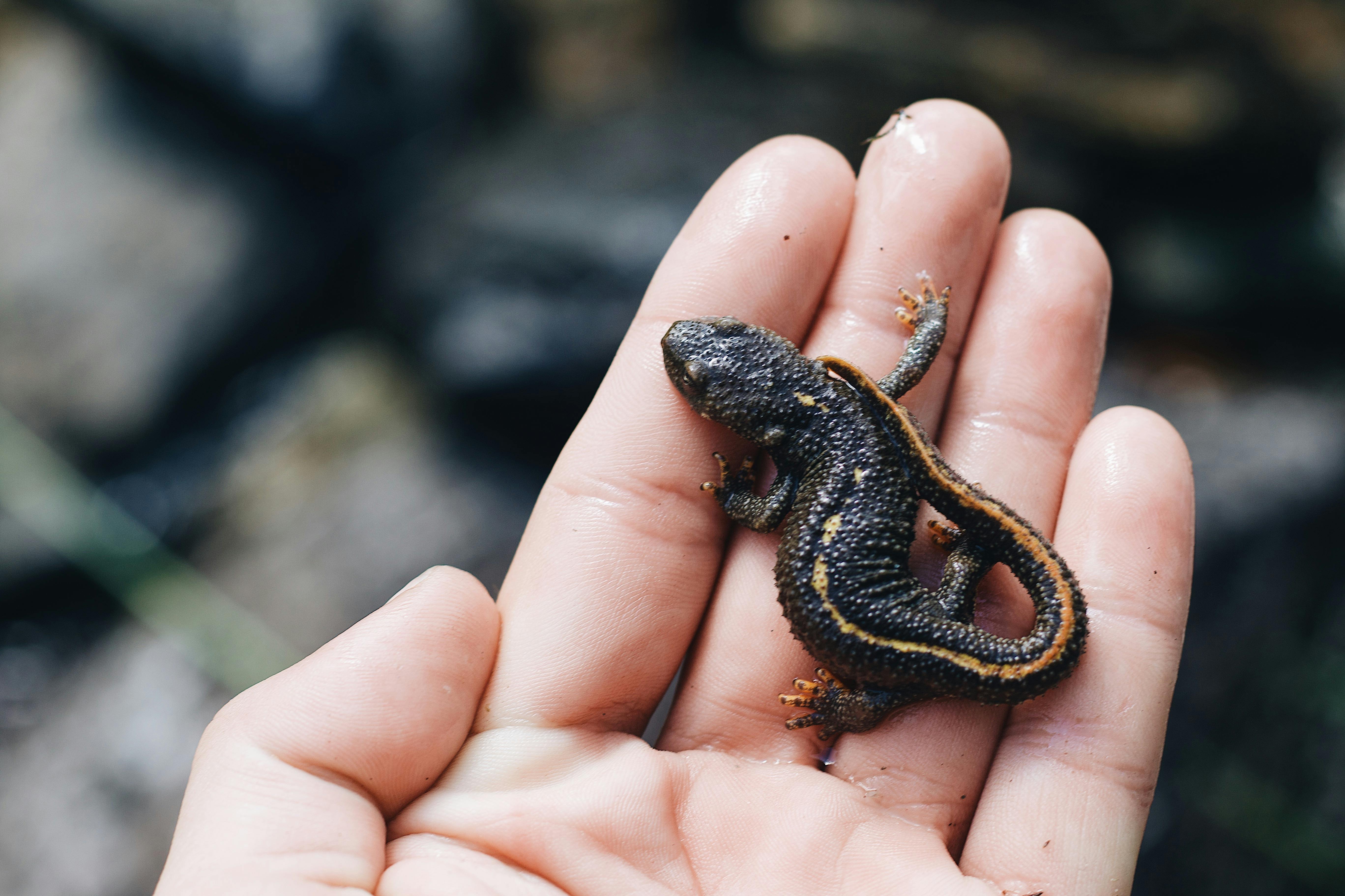 A small salamander resting gently on a human hand, showcasing its delicate features.