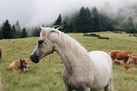 White Horse on Green Grass Field