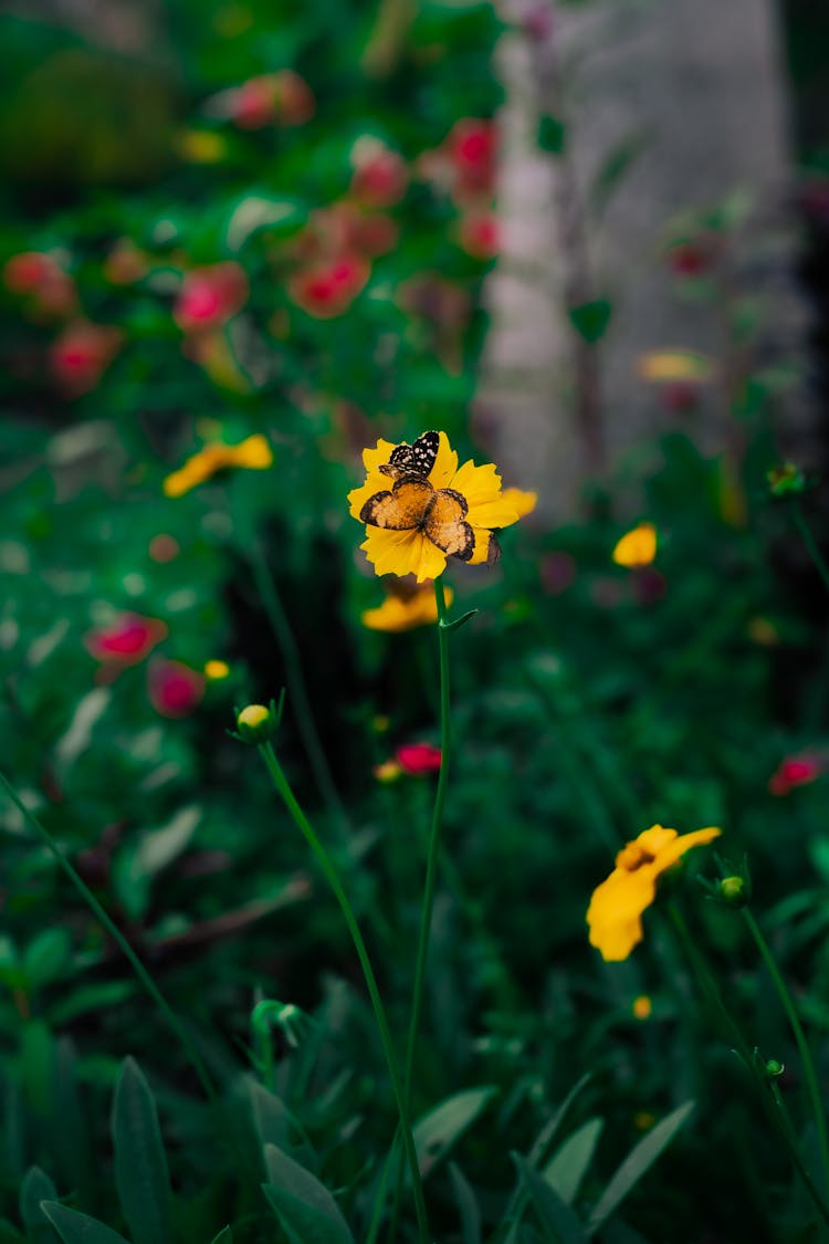 A Butterfly On The Yellow Flower