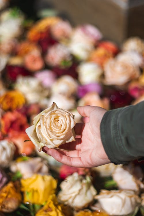 Kostnadsfri bild av blomma, håller, hand