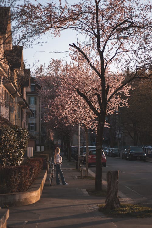 Immagine gratuita di albero in fiore, autunno, donna