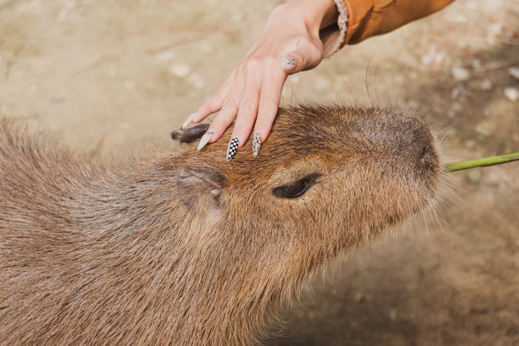 Woman Patting Capybara