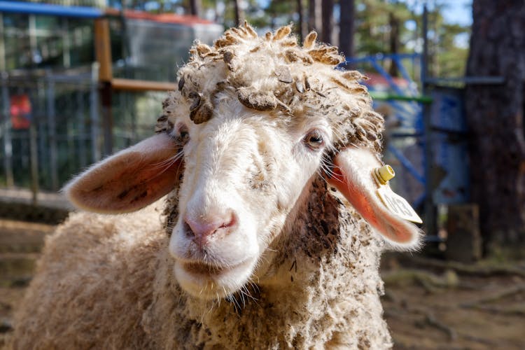 Head Of A Merino Sheep