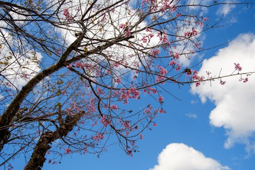 Ücretsiz ağaç, bahar, beyaz bulutlar içeren Ücretsiz stok fotoğraf Stok Fotoğraflar