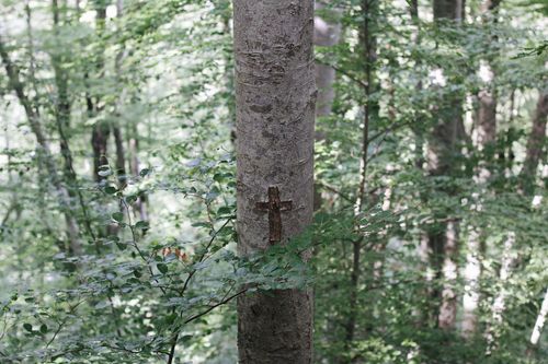 Free A rustic wooden cross affixed to a tree trunk in a verdant forest setting. Stock Photo