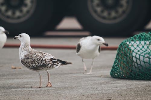 Ilmainen kuvapankkikuva tunnisteilla asfaltti, eläimet, jauhettu