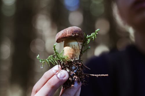 Gratis Foto stok gratis akar, fungi, jamur liar Foto Stok