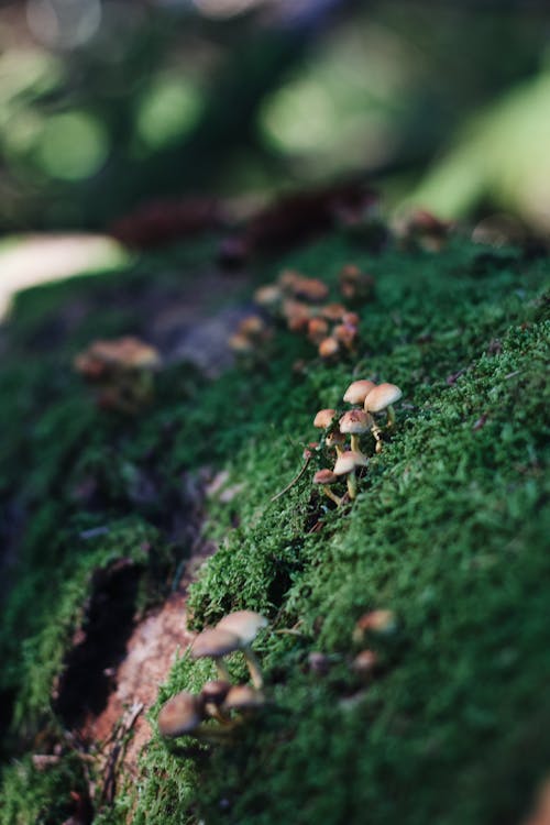 Wild Mushrooms Growth on Tree Log