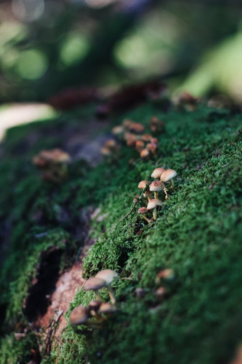 Kostenloses Stock Foto zu moos, nahansicht, pilz