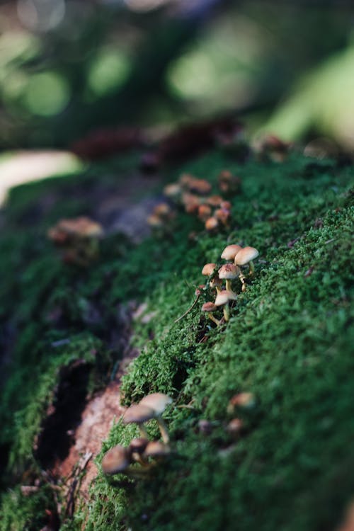 Wild Mushrooms Growth on Tree Log