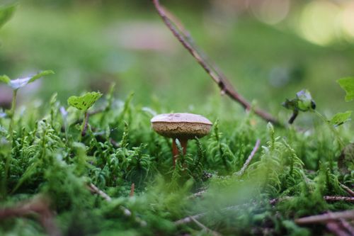 Free Macro shot of a mushroom surrounded by green moss and plants on a forest floor. Stock Photo