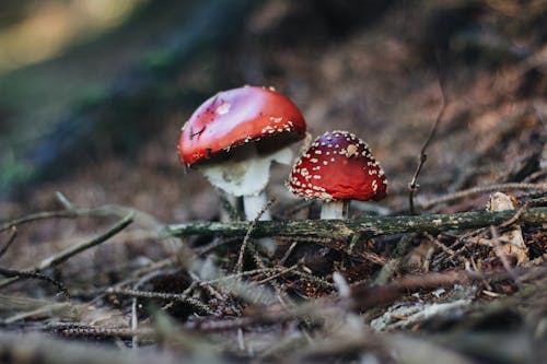 Wild Mushroom in Close-up Shot