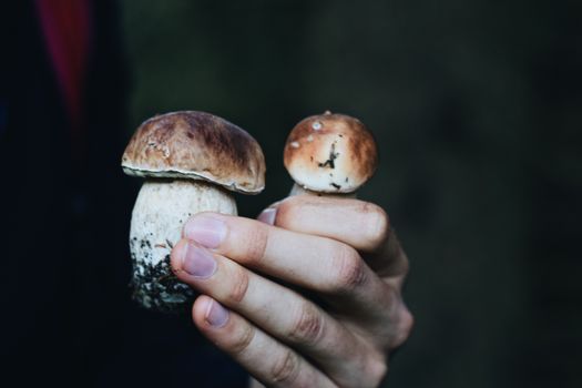 Close-up of hand holding two penny bun mushrooms in natural lighting.