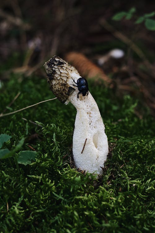 A Dung Beetle in White Mushroom