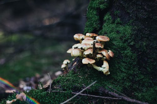 Gratis Foto stok gratis batang pohon, fungi, lumut Foto Stok