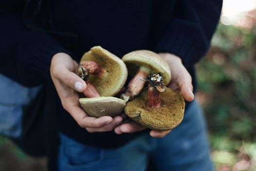 Hands holding freshly picked fungi, showcasing natural texture and rustic autumn feel.