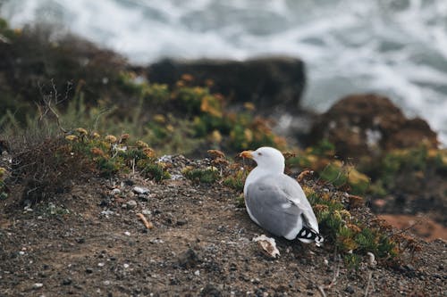 Seagull in Tilt-Shift Lens