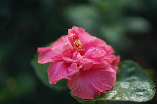 Kostenloses Stock Foto zu blumenphotographie, blütenblätter, flora
