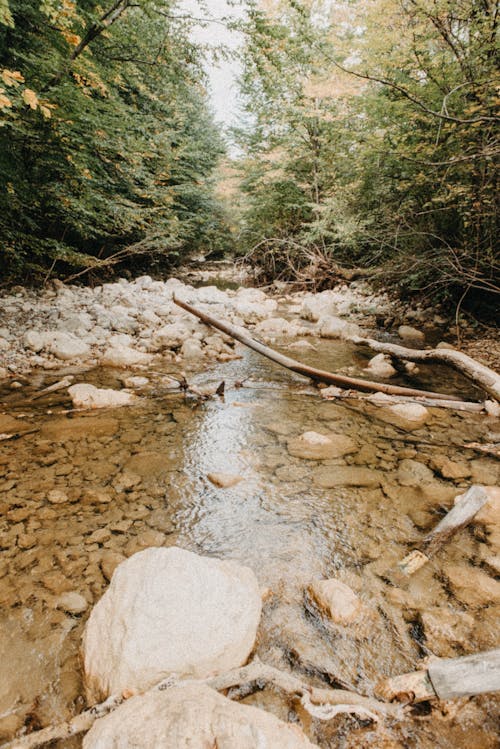 Foto profissional grátis de árvores, corrente, floresta