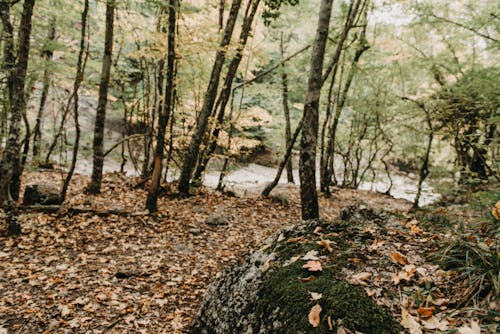 ボルダー, 木, 森の中の無料の写真素材