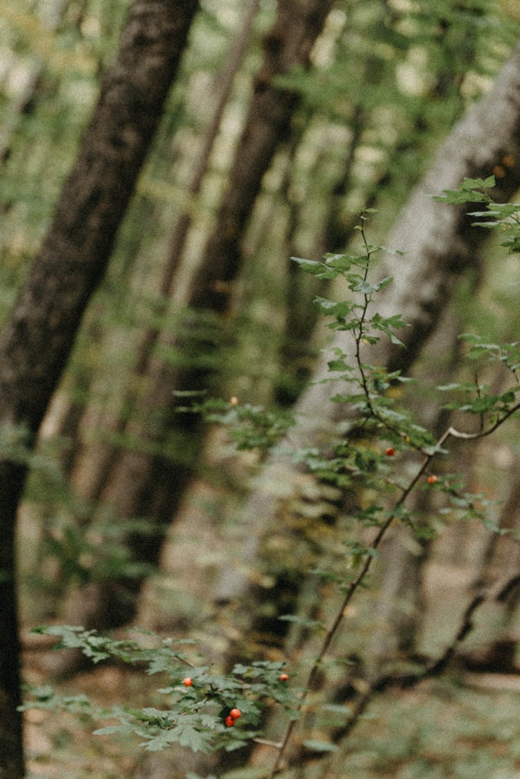 Young Tree In Forest