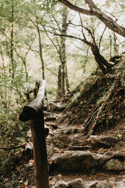 Wood Stand on a Forest in Tilt-Shift Lens