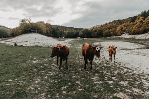 Brown Cows on a Grassland
