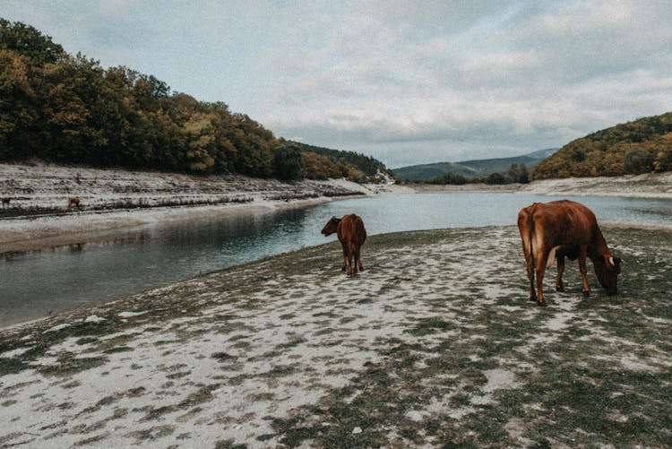 Cows By River