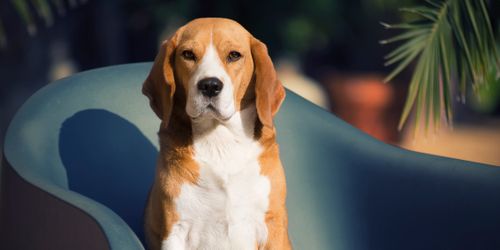 Free stock photo of beagle, dog, dog portrait Stock Photo