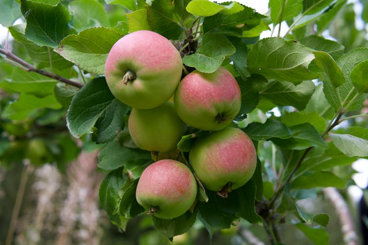 Branch With Apples