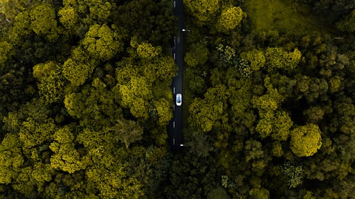 grátis Foto profissional grátis de aéreo, árvores, automóvel Foto profissional