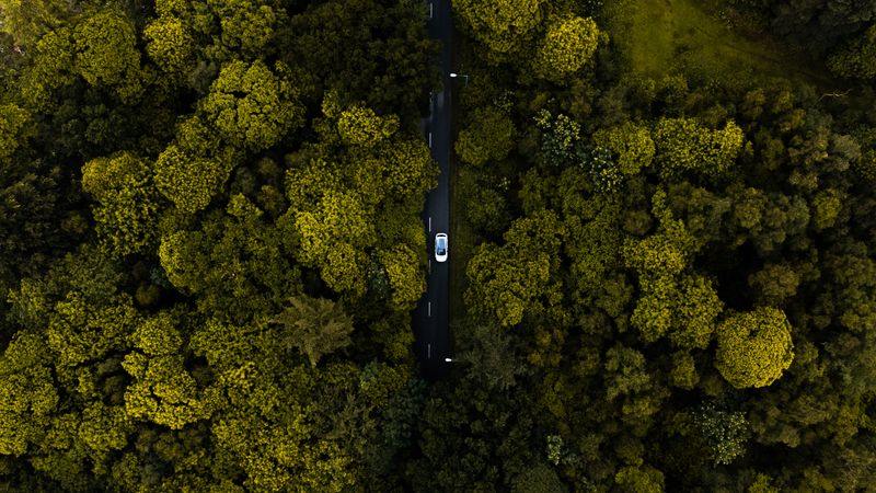 A cyclist enjoys a ride on a city street framed by lush fall foliage