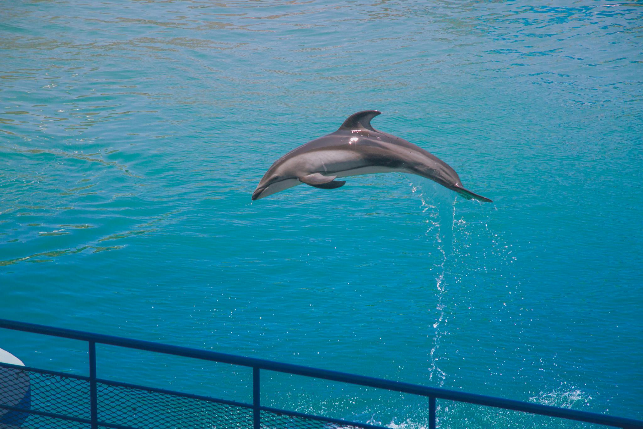 Free stock photo of animal close-up cute dolphin fish sea underwa