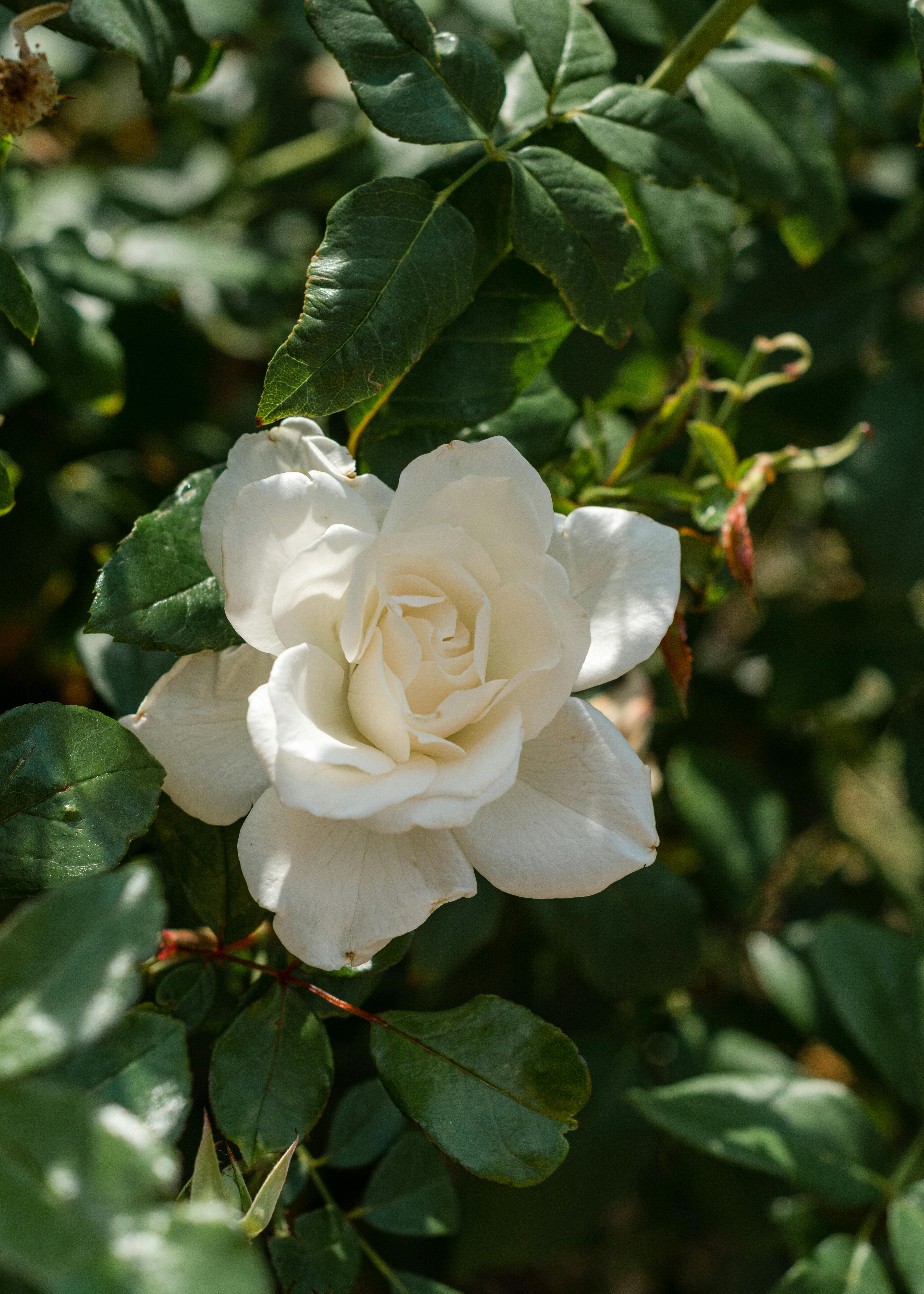 Gardenia Flower Meaning, Symbolism, and Colors Pansy Maiden