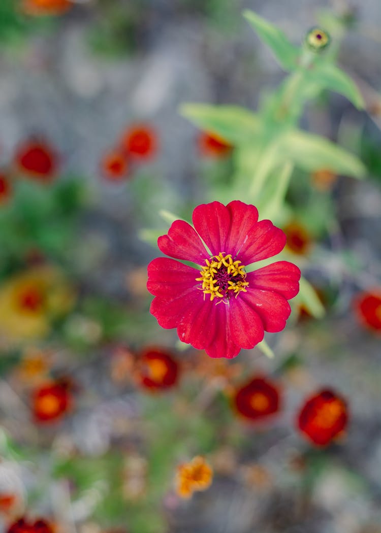 Peruvian Zinnia Flower In Tilt-shift Lens