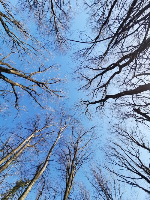 Free Leafless trees with intricate branches create a web against the bright blue sky, captured in winter. Stock Photo
