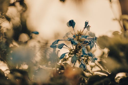 Free Blue Flowers in Close Up Photography Stock Photo