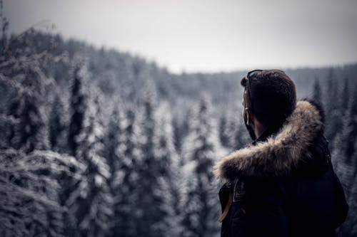 forrest, kış, manzara içeren Ücretsiz stok fotoğraf