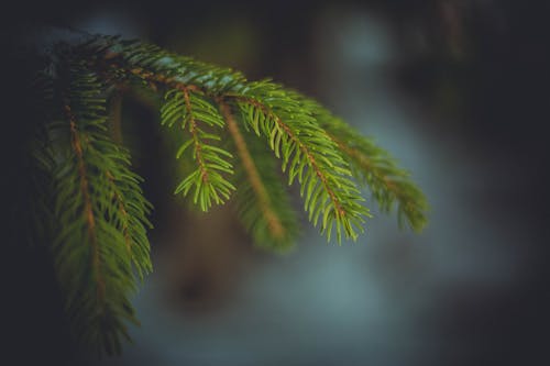 Fotobanka s bezplatnými fotkami na tému borovica, zima