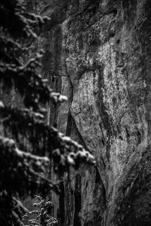 Fotobanka s bezplatnými fotkami na tému borovica, forrest, hora