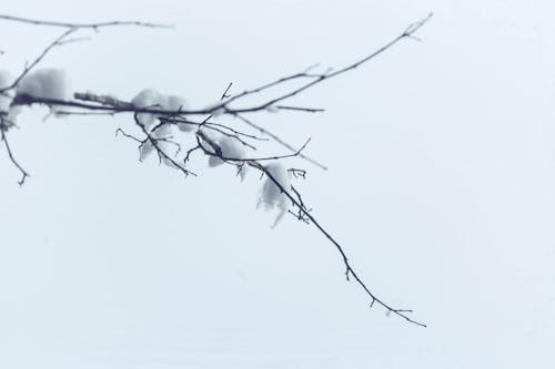 คลังภาพถ่ายฟรี ของ ก้าน, ฤดูหนาว, หิมะ